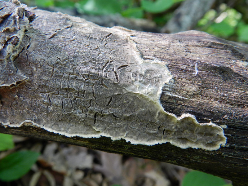 Primo del 1 maggio (Porostereum spadiceum)
